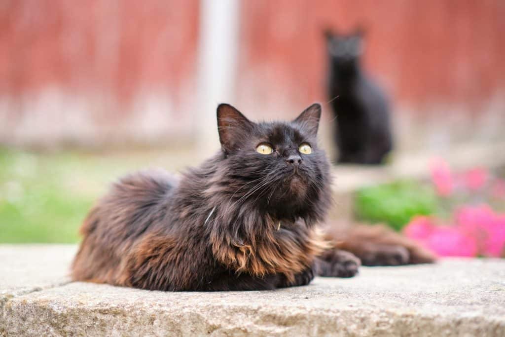 boules de poil chat
