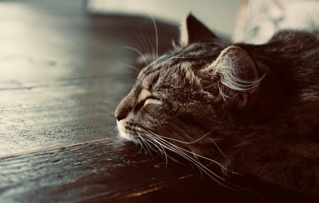 boules de poil chat